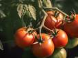 Підніме в‘ялу розсаду! Чим підлити помідори і перець, щоб врятувати рослини