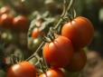 На якій відстані садять розсаду помідорів - ідеальний варіант для збільшення урожаю
