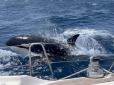 Зграї китів-вбивць у Середземномор'ї почали регулярно нищити судна, котрі їм по зубах. Відео моторошної атаки