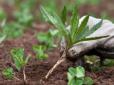Як знищити бур'яни на городі: Дієві народні методи, без занадто токсичної хімії