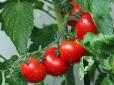 Видаліть зайве листя і квіти - прості лайфхаки для збільшення урожаю томатів