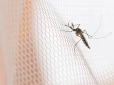 Чого бояться комарі? Ці перевірені лайфхаки допоможуть уникнути неприємної зустрічі з комахами
