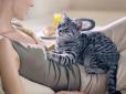 Мова тварин: Вчені з'ясували, чому коти переминають лапами