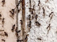 Всього один засіб віджене від вашого будинку мурах, мух, бліх, попелицю і комарів - просто загляньте на свою кухню