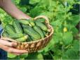 Дайте розсаді це корисне підживлення - і стомитесь збирати врожай огірків