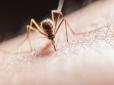 Допоможуть часник та яблучний оцет: Як позбутися комарів у домашніх умовах - лайфхак