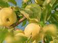 Дешево та ефективно! Підгодуйте яблуні цим добривом у червні - і отримайте великі та соковиті плоди
