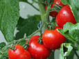 Як захистити помідори від хвороб - досвідчені дачники розкрили дві хитрощі