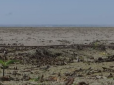 Пустеля замість Каховського водосховища: Мешканці сіл поблизу змушені позбуватись худоби, бо нічим напувати (відео)