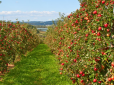 Секрет досвідчених дачників: Чим обробити яблуню на зиму для багатого врожаю - обов'язково зробіть так!