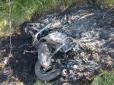 Спритні малолітки: На Київщині діти викрали мопед, забрали з багажника 40 тис. та підпалили його (фото)