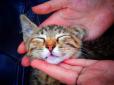 Розуміти мову тварин: Ознаки, що кіт вас дійсно любить