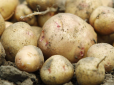 Картопля не гнитиме до весни: Як та де правильно зберігати овочі взимку