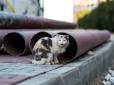 У Польщі безхатченко знайшов кошеня на смітнику та вразив своїми подальшими діями