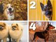 Психологічний тест: Виберіть собаку - і дізнайтеся, як ви будуєте дружні відносини