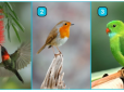 Психологічний тест: Виберіть пташку - і дізнайтеся про одну з ваших найбільших прихованих якостей