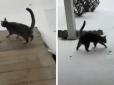 Мережу розсмішила реакція котика на перший у його житті сніг (відео)