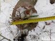 Смерть з лісу: На Львівщині чоловіка вбила зрубана ним гілка