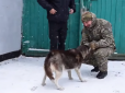 Бути людиною... Українські поліцейські врятували від загибелі хаскі, який конав на морозі (відео)