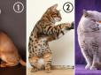 Психологічний тест по картинці: Оберіть кота - і дізнайтеся, що заважає вам у стосунках