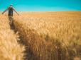 Попри війну і втрату частини пахотних земель: В Україні цьогоріч рекордний врожайність зернових