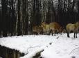 Працівники Чорнобильського заповіднику показали кумедний епізод з життя табуну коней Пржевальського