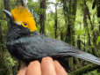 Цей красень вважався вимерлим: В Африці сфотографували птаха, якого не бачили вже 20 років