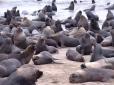 Пташиний грип знищує сотні тисяч тюленів. Вчені не знають, як це зупинити