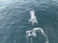 В Антарктиці грайливий кит влаштував перегони з українським криголамом