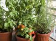 Отримаєте гарний урожай! Як виростити помідори на балконі