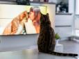 Ви будете здивовані! Що бачать коти й собаки, коли дивляться телевізор
