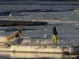 У Норвегії туриста-поляка оштрафували за те, що потурбував... моржа