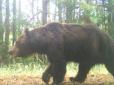 Клишоногі в пошуках особистого щастя: У Чорнобильському заповіднику спостерігається нашестя ведмедів-холостяків