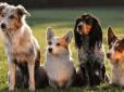 Підійдуть не всім: ТОП-10 порід собак, які люблять погавкати