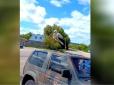 Хороший знак: Лелека сів просто на даху автівки бійців ЗСУ (відео)