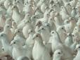 Тест на уважність та кмітливість: Серед десятків голубів за 10 секунд треба знайти чайку