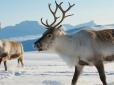 Збути хоч щось? Росія сподівається почати поставки північних оленів до Китаю