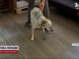 Знову може бігати: В Україні вперше встановили біопротези двох лап безпритульному псу з Кропивницького (відео)