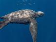 Глибше, ніж більшість субмарин: Науковці стали свідками рекордного занурення морської черепахи (фото)