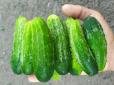 Ви могли це не знати! ТОП-5  причин, чому огірки не потрібно очищати від шкірки
