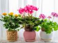 Квіти оживуть за тиждень: Прості аптечні засоби, які творять дива