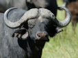 Буфало чи бізон: чим відрізняються ці величезні 1000-кілограмові тварини