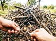 Спалювання гілок під забороною? ДСНС пояснила, коли штраф неминучий