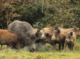 Не хочуть бути брудними свинями: В Карпатах дикі кабани влаштували собі власне «SPA» серед гірських лісів (фотофакти)