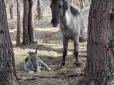 У природоохоронців велике свято: На Великдень на Львівщині народилося лоша відновлюваної породи диких коней-тарпанів