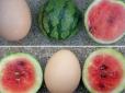У США селекціонери створили кавуни розміром з куряче яйце: Які переваги містить такий 