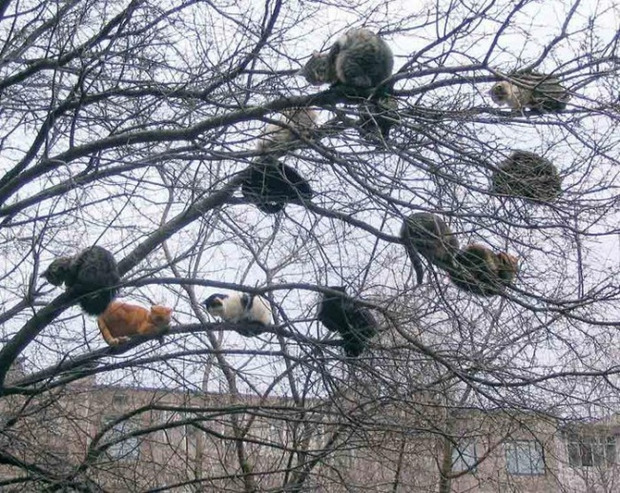 Летять, немов птахи: Мережу підірвала добірка котів, які затишно влаштувалися на деревах (фото)