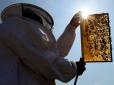 Шалені гроші: українські фермери відкрили для себе ще один бік користі від бджолярства