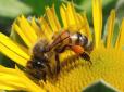 Ось вона - справжня трудівниця: Бджола витягла величезний цвях (відео)