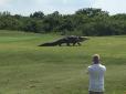 У США величезний алігатор влаштував переполох на полі для гольфу (відео)